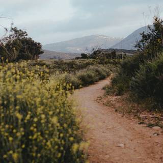 Yellow spring road wallpaper