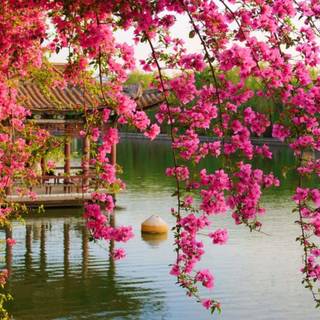 Chinese flower wallpaper