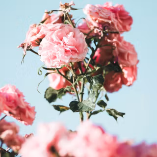 Chinese flower wallpaper