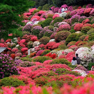 Chinese flower wallpaper