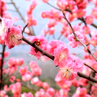 Chinese flower wallpaper