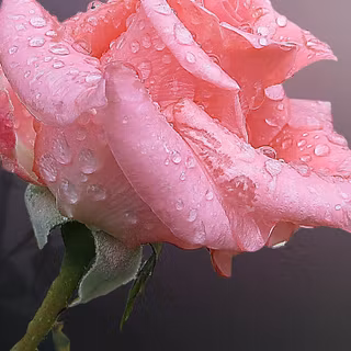 Chinese flower wallpaper