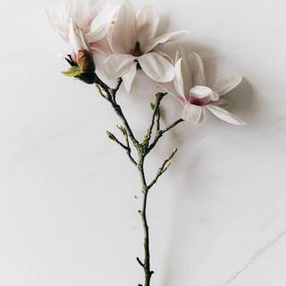 Chinese flower wallpaper