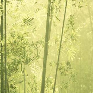 Chinese trees wallpaper