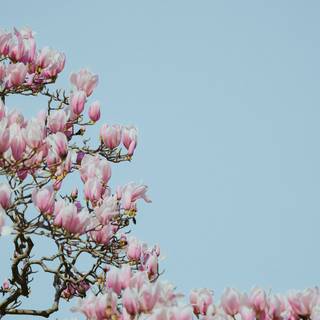 Chinese flower wallpaper