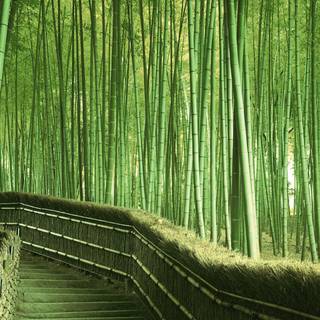 Chinese forest wallpaper