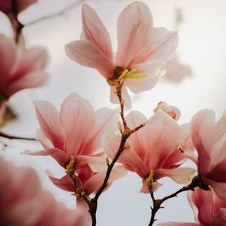 Chinese flower wallpaper