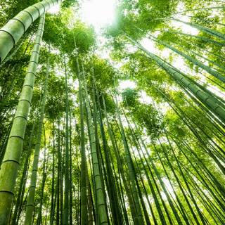 Chinese forest wallpaper