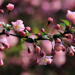 Chinese flower wallpaper