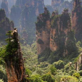 Chinese forest wallpaper