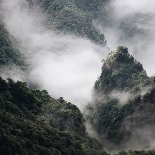 Chinese forest wallpaper