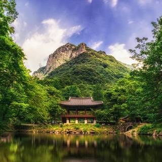 Chinese forest wallpaper