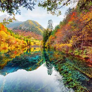 Chinese forest wallpaper