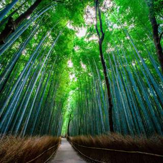 Chinese forest wallpaper