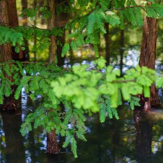 Chinese forest wallpaper