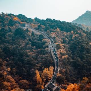 Chinese trees wallpaper