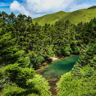 Chinese forest wallpaper