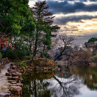 Chinese trees wallpaper