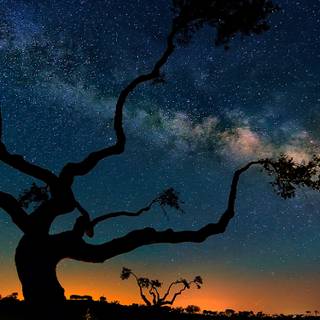 Chinese trees wallpaper