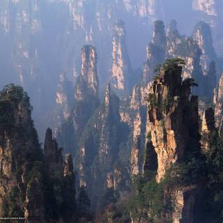 Chinese forest wallpaper