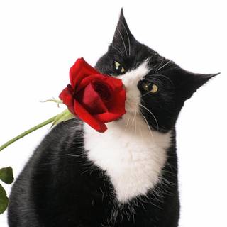 Valentine's Day cat wallpaper