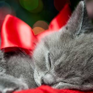 Valentine's Day cat wallpaper