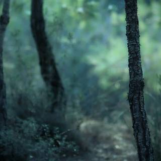 Ultrawide forest wallpaper