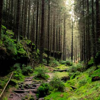 Ultrawide forest wallpaper