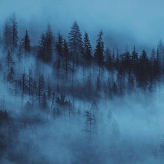 Ultrawide forest wallpaper