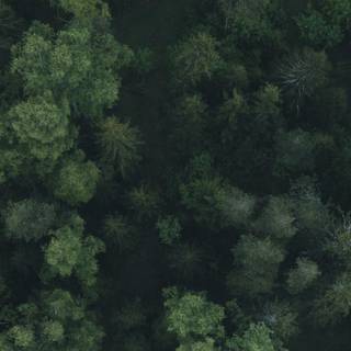 Ultrawide forest wallpaper