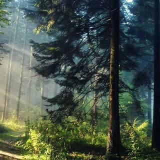 Ultrawide forest wallpaper