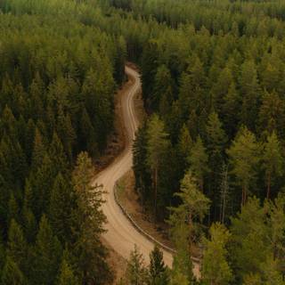 Ultrawide forest wallpaper