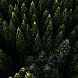 Ultrawide forest wallpaper