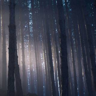 Ultrawide forest wallpaper