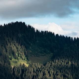 Ultrawide forest wallpaper