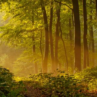 Ultrawide forest wallpaper