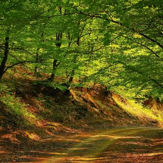 Ultrawide forest wallpaper