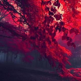 Ultrawide forest wallpaper