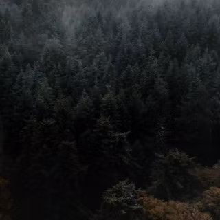 Ultrawide forest wallpaper