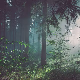 Ultrawide forest wallpaper