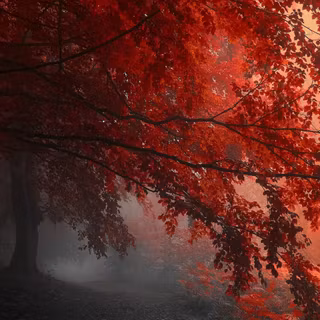 Ultrawide forest wallpaper