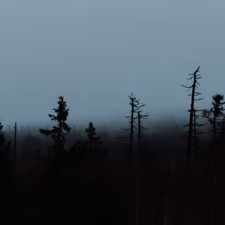 Ultrawide forest wallpaper