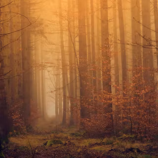 Ultrawide forest wallpaper