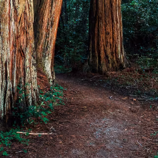 Ultrawide forest wallpaper