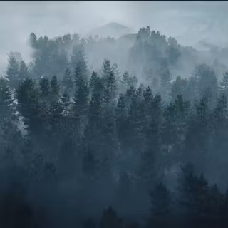 Ultrawide forest wallpaper