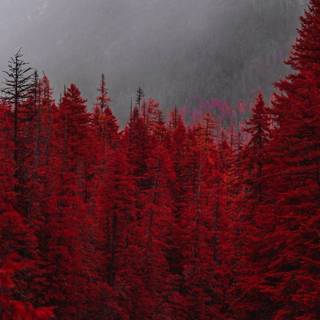 Ultrawide forest wallpaper