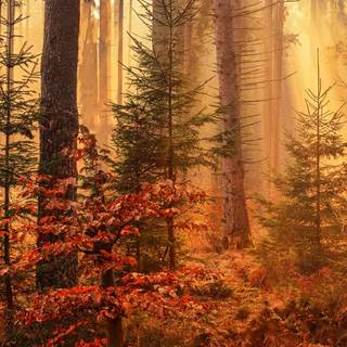 Ultrawide forest wallpaper