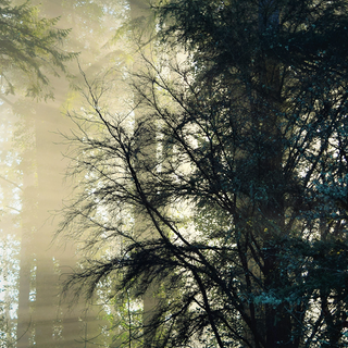 Ultrawide forest wallpaper