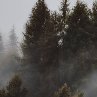 Ultrawide forest wallpaper