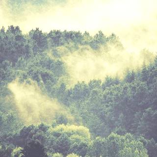 Ultrawide forest wallpaper